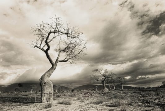 Glen Green; Landscape with Baobabs, Malawi