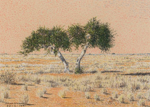 Johan Strauss; Boscia albitrunca Trees in the Kalahari