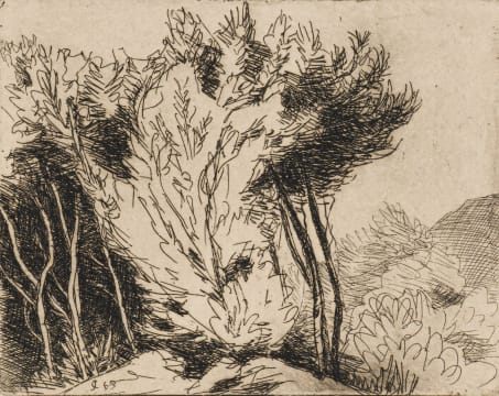 Willem Gravett; Port Jackson