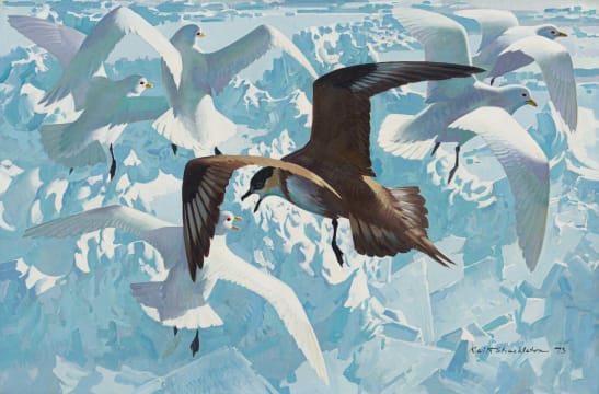 Keith Shackleton; 83 Degrees N. Arctic Skua and Ivory Gulls