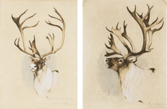 Michael Coleman; Barren Ground Caribou; Mountain (Osborne) Caribou, two