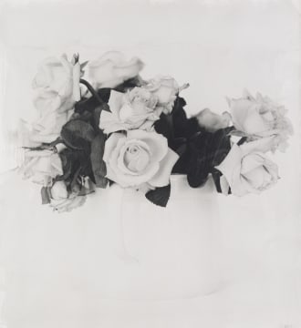Stephen Inggs; Roses, Overberg, 2003