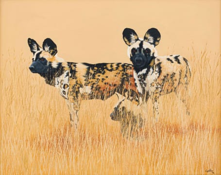 Michael Costello; Wild Dogs