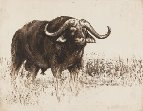 Zakkie Eloff; Buffalo