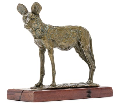 Arend Eloff; Cape Hunting Dog, Lycaon pictus