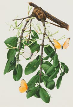 Ernest Forbes; Common Dotted Border Butterflies (Mylothris agathina) on Orange Tree (Citrus sinensis) infested with Mistletoe Parasitic Plant (Loranthus sp.)