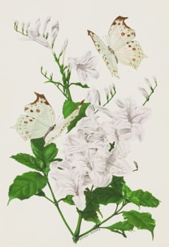 Ernest Forbes; Common Mother-of Pearl Butterflies (Protogoniomorpha parhassus) on Forest Bell-Bush (Mackaya bella)