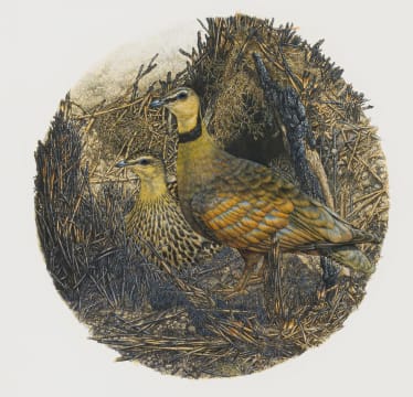 Gail Denise Darroll; Yellowthroated Sandgrouse