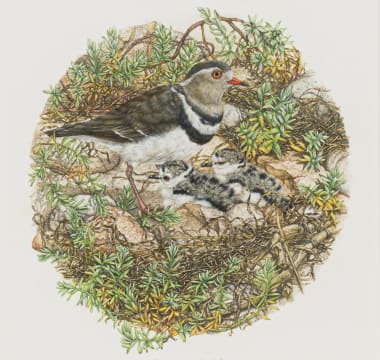 Gail Denise Darroll; Three-Banded Sandplovers