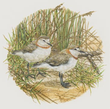 Gail Denise Darroll; Chestnutbanded Sandplovers