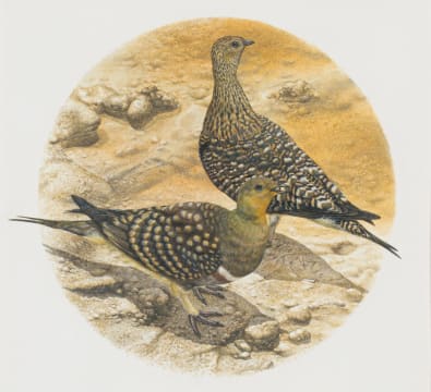 Gail Denise Darroll; Namaqua Sandgrouse