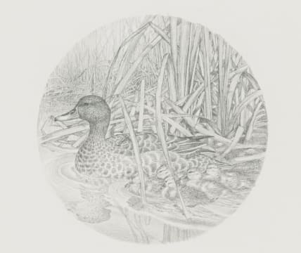 Gail Denise Darroll; Duck and Ducklings