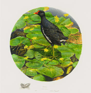 Gail Denise Darroll; Moorhen