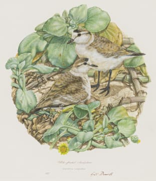 Gail Denise Darroll; Whitefronted Sandplovers