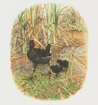 Gail Denise Darroll; Moorhens