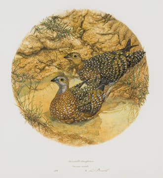 Gail Denise Darroll; Burchell's Sandgrouse