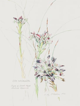 Liz McMahon; Disa atricapilla