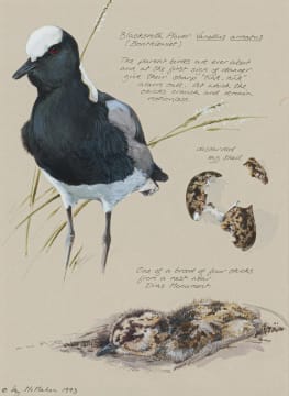 Liz McMahon; Blacksmith Plovers
