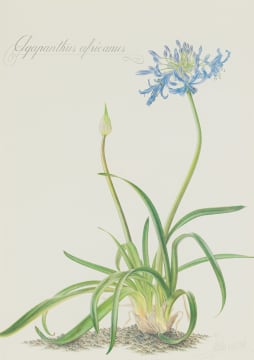 Thalia Lincoln; Agapanthus africanus