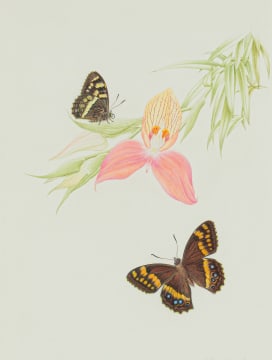Thalia Lincoln; Disa uniflora (Pride of Table Mountain) with Meneris tulbaghia (Mountain Pride Butterfly)
