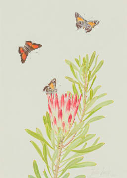 Thalia Lincoln; Protea repens with pollinator