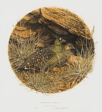 Gail Denise Darroll; Doublebanded Sandgrouse