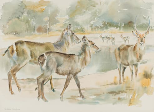 Patricia Mary Vaughan; Waterbuck