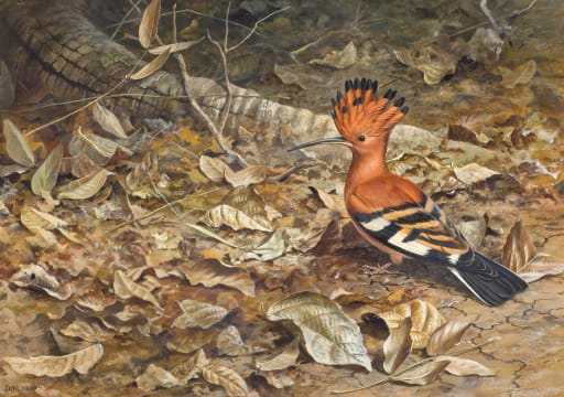 David Morrison Reid Henry; Hoopoe