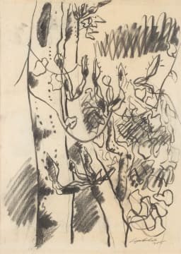 Erik Laubscher; Euphorbia Study