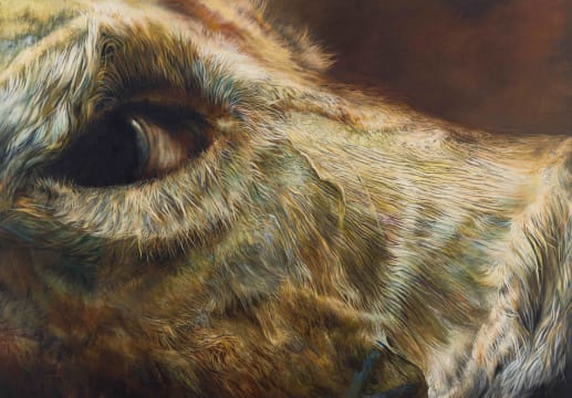 Rina Stutzer; Eye of a Dog