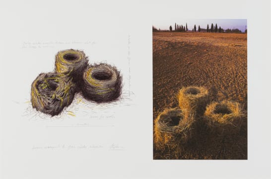 Strijdom van der Merwe; Lucerne Re-arranged to Form Circles, Meyerton