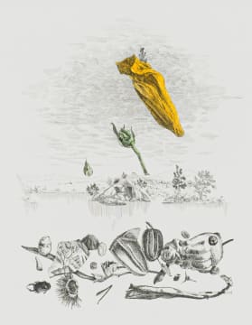 Colin Richards; The Only Good Flower