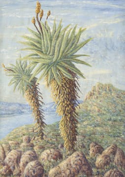 Mmakgabo Mmapula Helen Sebidi; Aloes