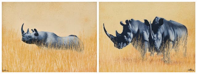 Michael Costello; Black Rhino; White Rhinos, two