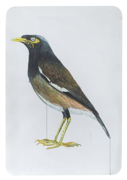 Georgina Gratrix; Indian Myna