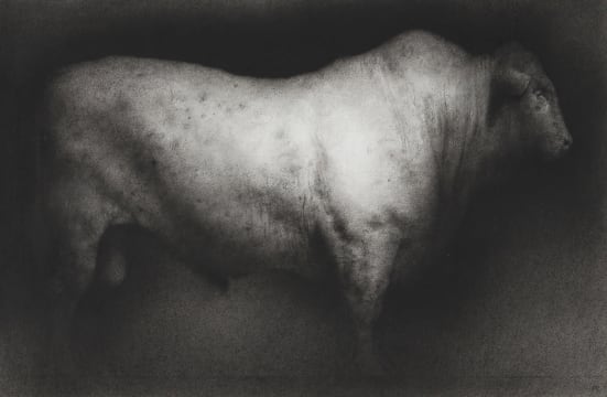Paul Emsley; Bull