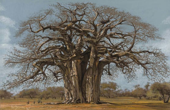 Paul Bosman; Baobab