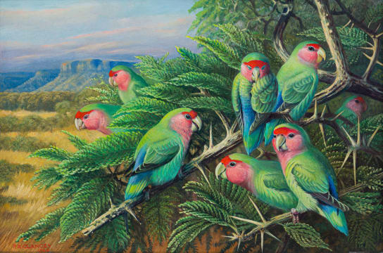 Phillip Alexander Clancey; Rosy-Faced Lovebirds