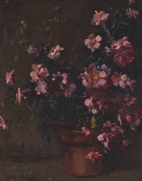 Adriaan Boshoff; Cosmos in a Pot
