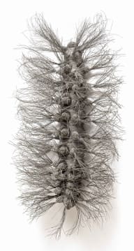 Walter Oltmann; Caterpillar