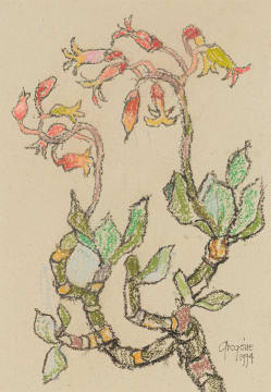 Gregoire Boonzaier; Plakkies (Pig's Ears, Cotyledon sp.)