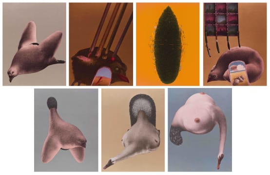 Jules van de Vijver; Birds, portfolio
