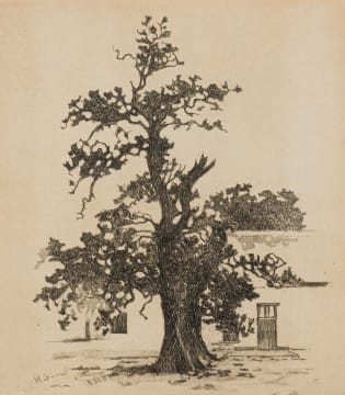 Nita Spilhaus; Tree with Cape Dutch House