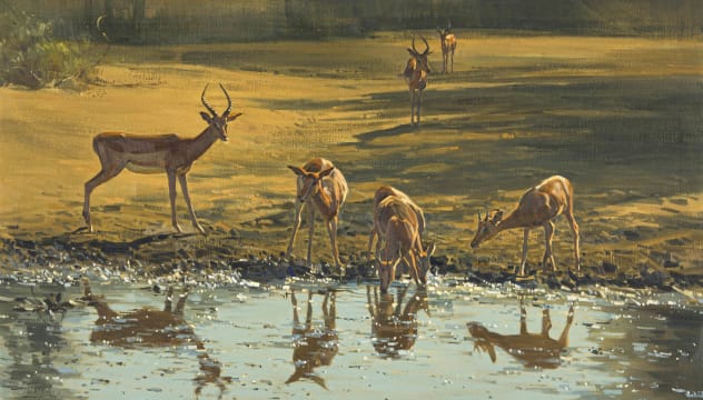 Dino Paravano; Impala Drinking at the Waters Edge