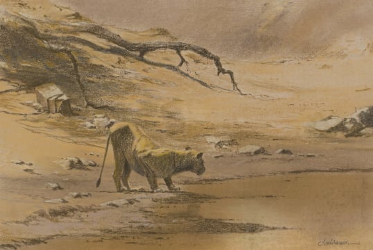 Kim Donaldson; Lioness