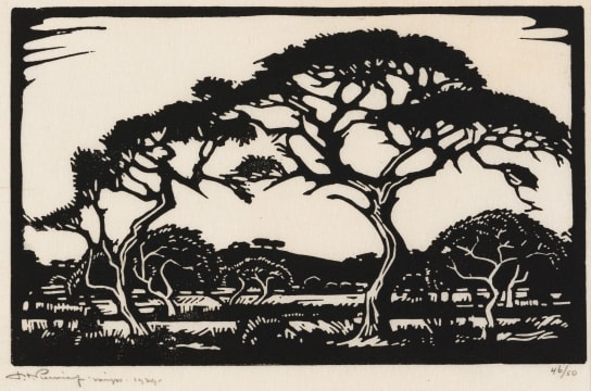 Jacob Hendrik Pierneef; DooringBoom, Potgietersrust (Nilant 62)