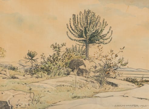 Erich Mayer; Cactus