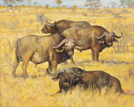 Zakkie Eloff; Buffalos