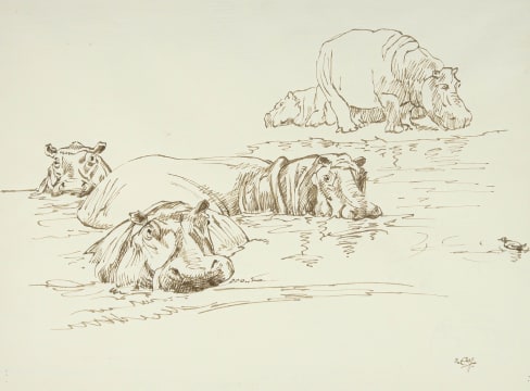 Zakkie Eloff; Hippo