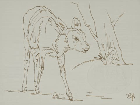 Zakkie Eloff; Baby Buck I